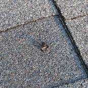 #12 When a plywood deck nail pops, the repairs are more extensive because it compromises the structural integrity of the roof in that area.